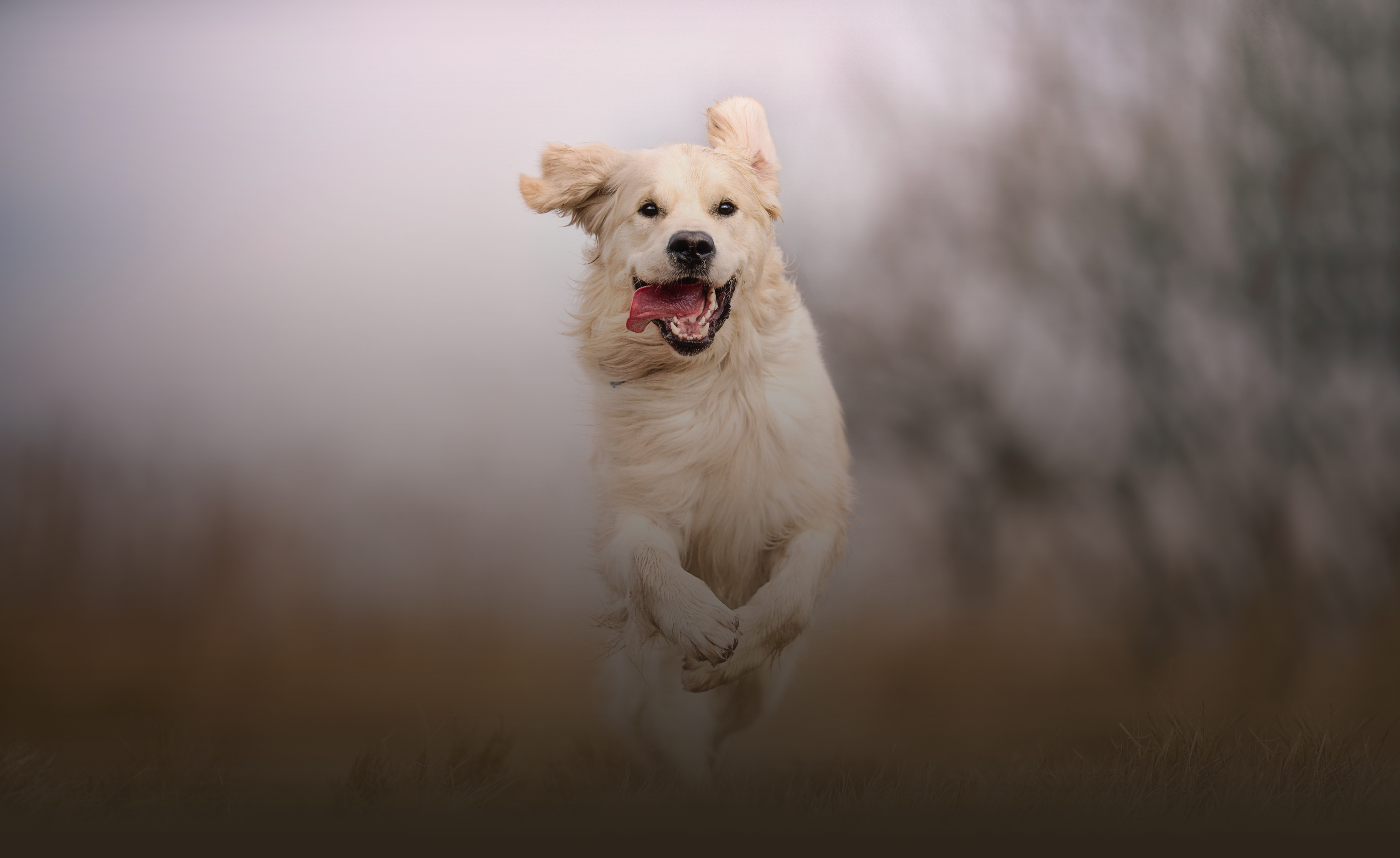 Dog running in nature, symbolizing vitality and performance through natural, innovative pet nutrition.